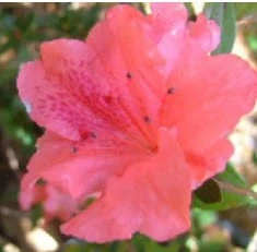 Flowering Tropical Pink Azalea Bonsai Tree (rhododendron 'southe - Image 2