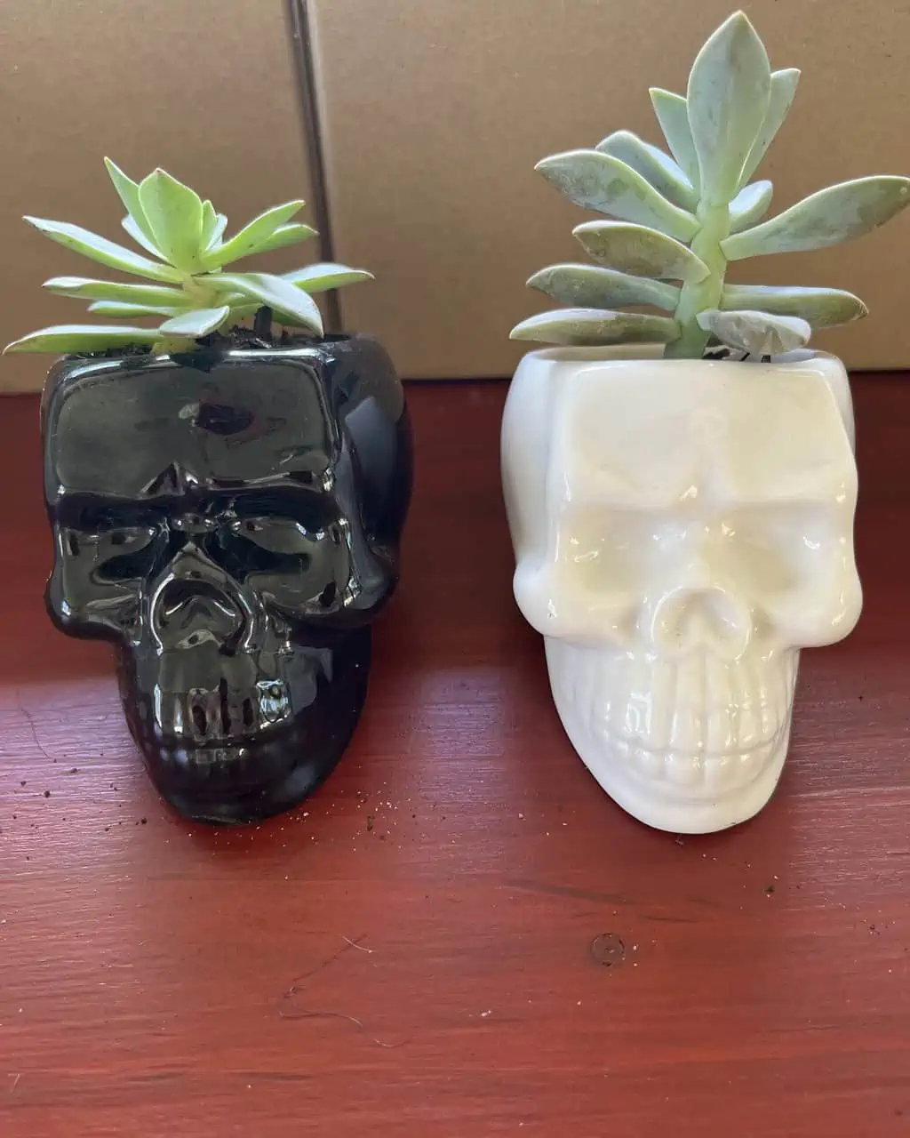 Skull Pot With Succulent