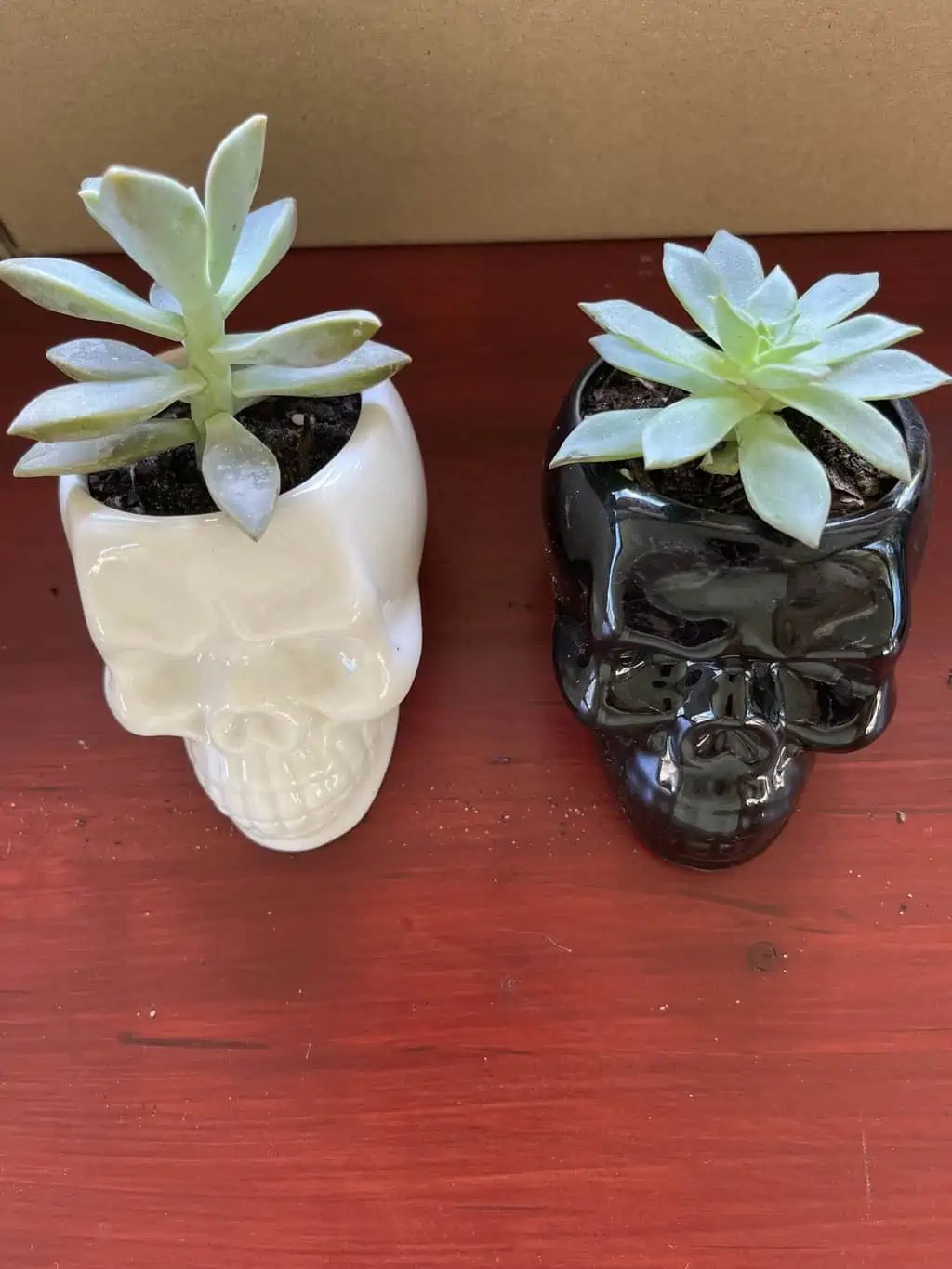 Skull Pot With Succulent - Image 2