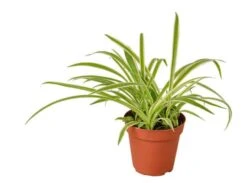 Reverse Spider Plant (Chlorophytum Comosum 'Reverse Variegata') | 4-inch Pot