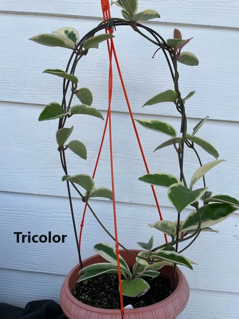 Hoya House Plant Various Species - Image 7