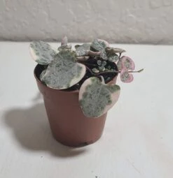 String Of Hearts Variegated