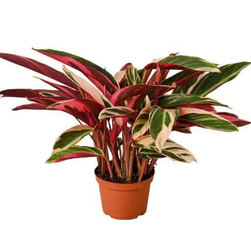 Stromanthe Triostar | Stromanthe Sanguinea | Exotic Houseplant - Image 2