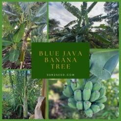 Blue Java Banana Tree 12"+ , Ice Cream Banana Plant