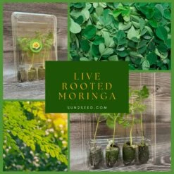 Live Rooted Moringa Seedlings | Naturally Grown | Miracle Tree