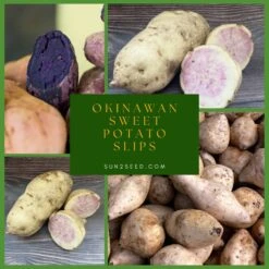 Okinawan Purple Sweet Potato Slips | Naturally Grown | 8 Slips