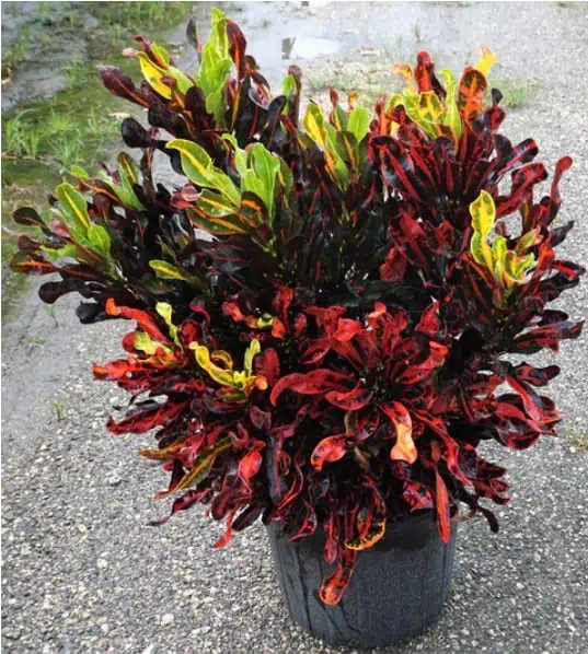 2 Croton Mommy | Carlo`s Plant Farm