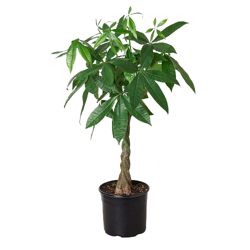 Braided Money Tree | Pachira Aquatica | Exotic Houseplants - Image 9