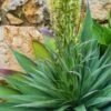 Cactus- Agave Vilmoriniana (Octopus Agave)