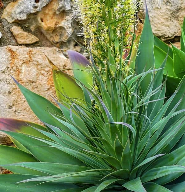 Cactus- Agave Vilmoriniana (Octopus Agave)