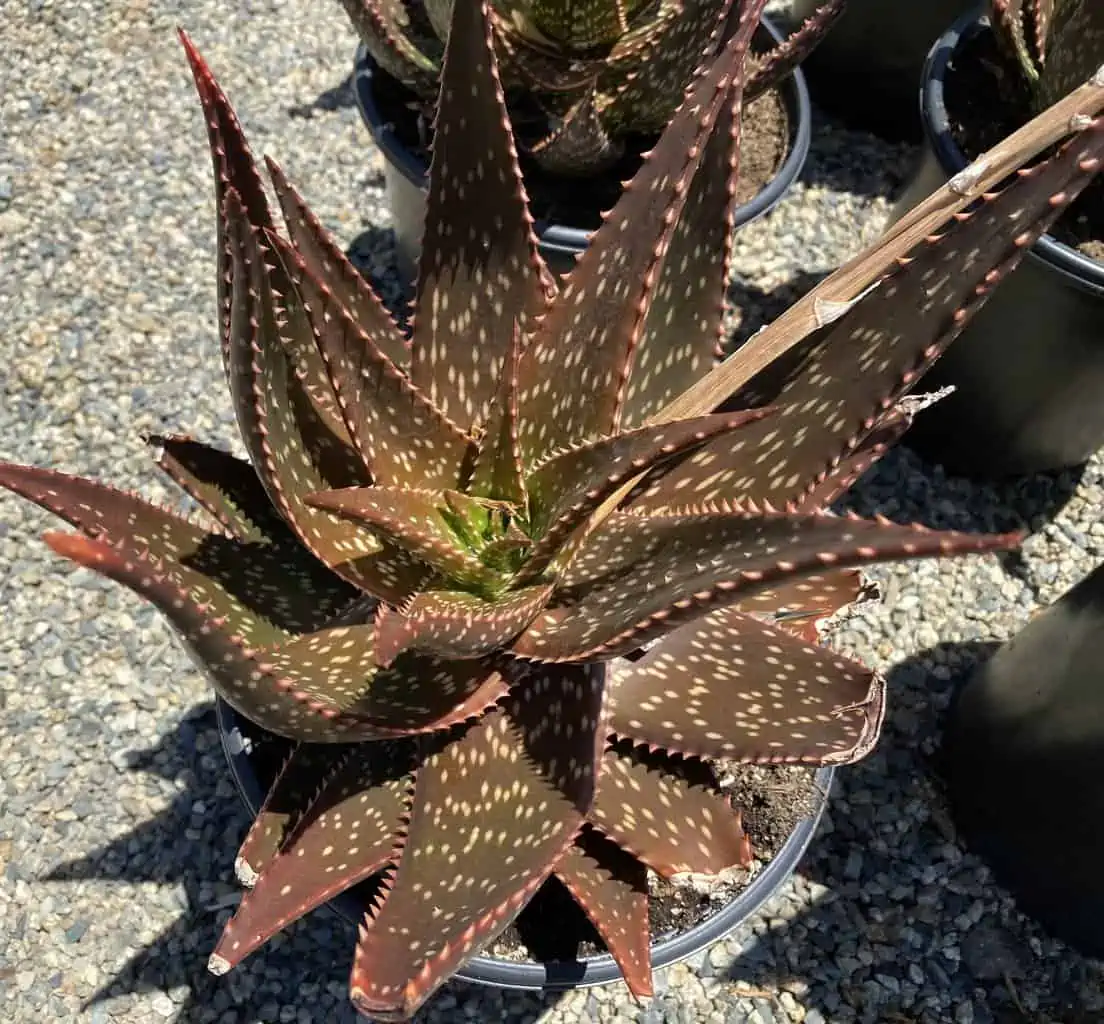 Succulent Plant Mature Aloe 'Apache' Hybrid - Image 4