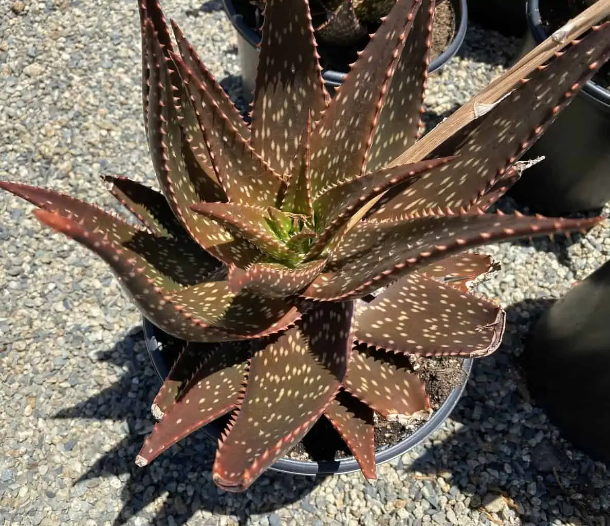 Succulent Plant Mature Aloe 'Apache' Hybrid - Image 3