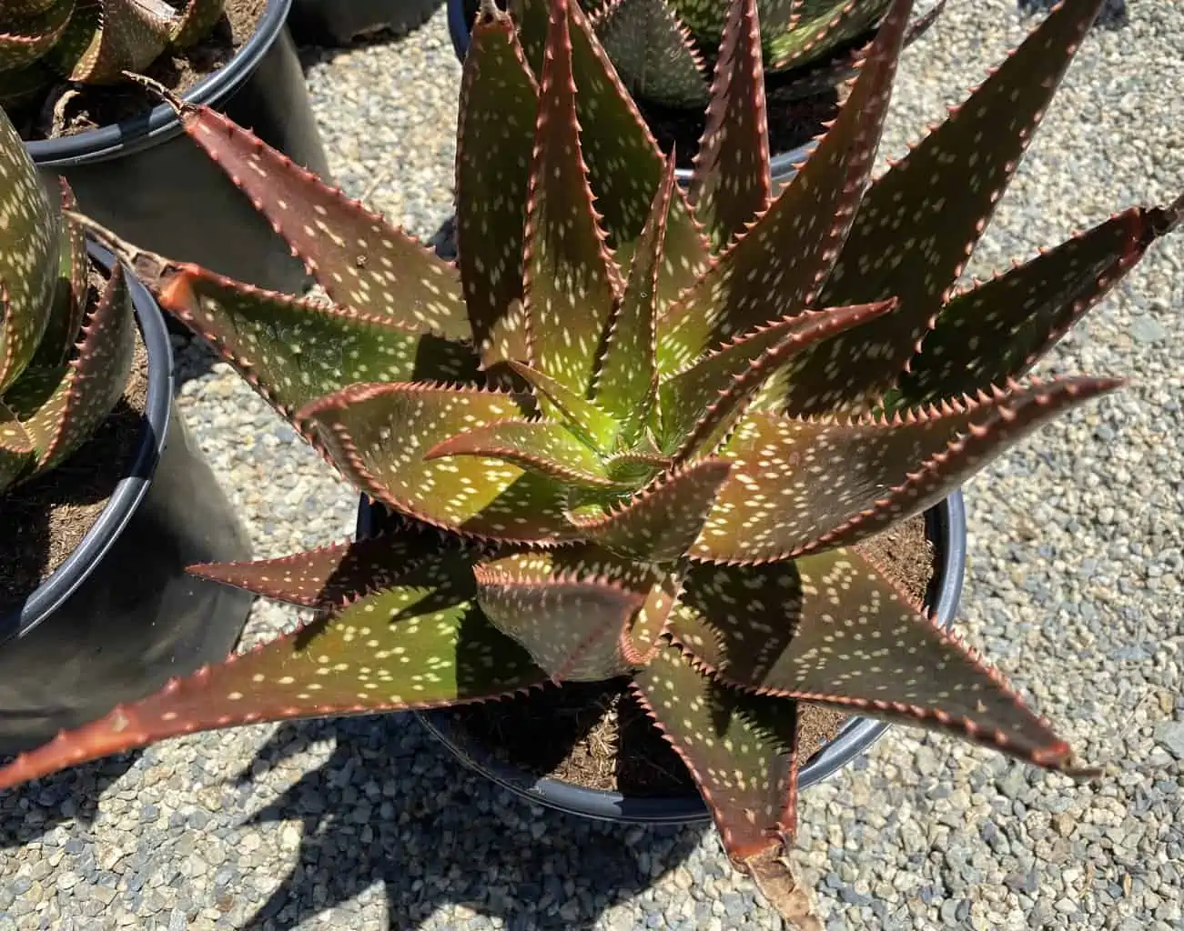 Succulent Plant Mature Aloe 'Apache' Hybrid - Image 2