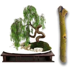 Green Dragon Dwarf Australian Bonsai Willow Tree | Cutting Kit | Live Plant