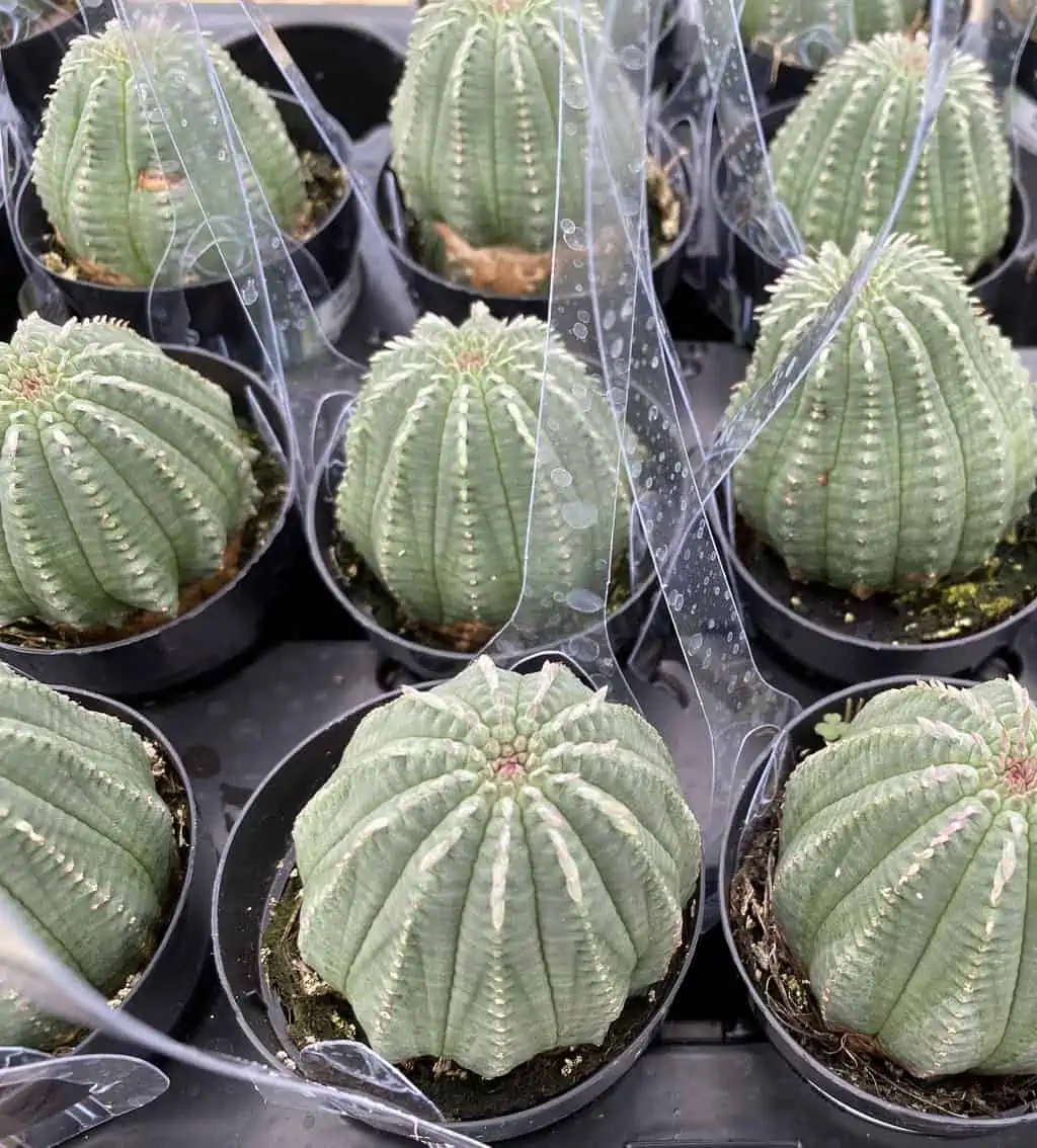 Succulent Plant Medium Euphorbia Obessa Hybrid - Image 7