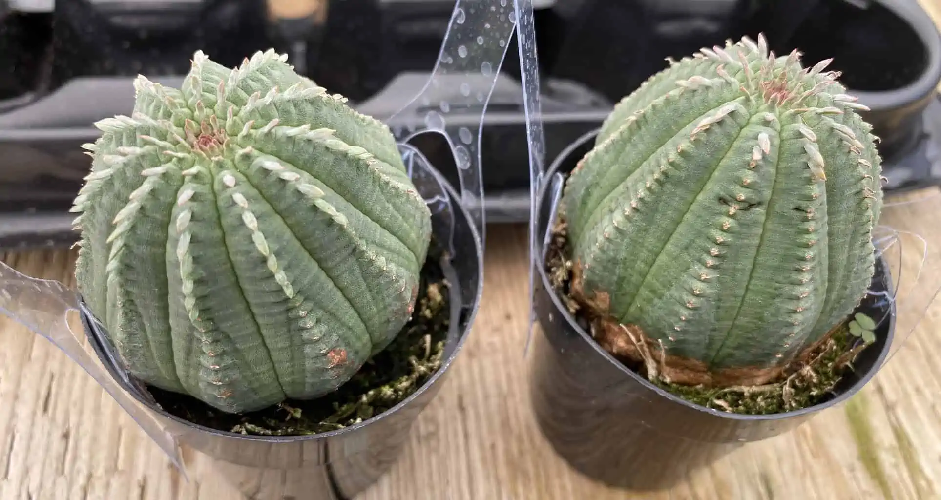 Succulent Plant Medium Euphorbia Obessa Hybrid - Image 9