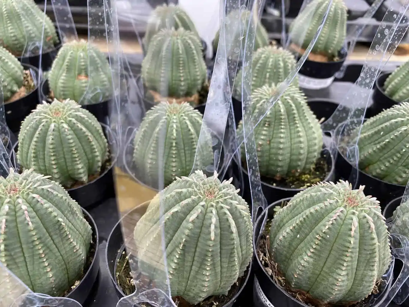 Succulent Plant Medium Euphorbia Obessa Hybrid - Image 8