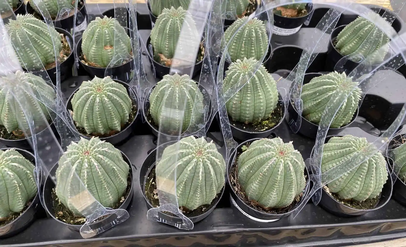 Succulent Plant Medium Euphorbia Obessa Hybrid - Image 6