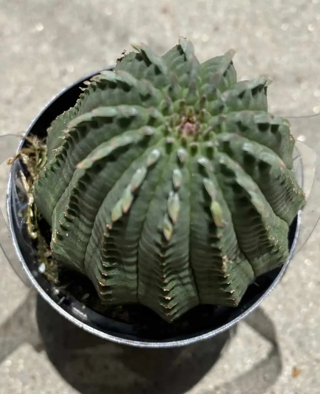 Succulent Plant Medium Euphorbia Obessa Hybrid - Image 5