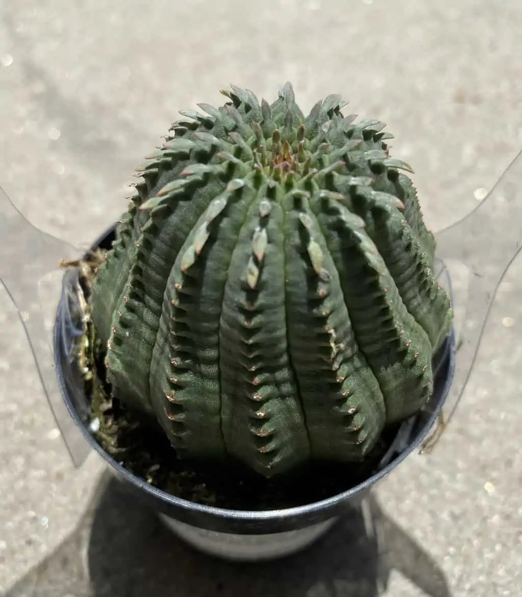 Succulent Plant Medium Euphorbia Obessa Hybrid - Image 4