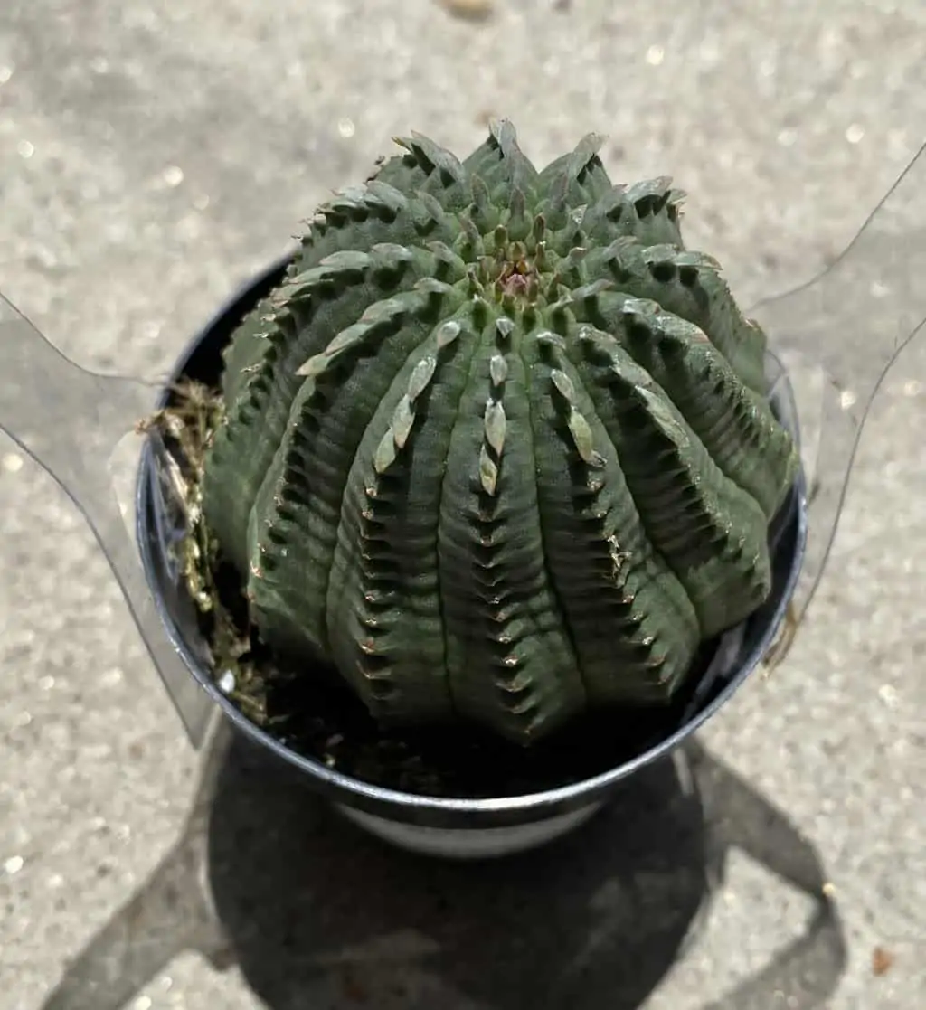 Succulent Plant Medium Euphorbia Obessa Hybrid - Image 3