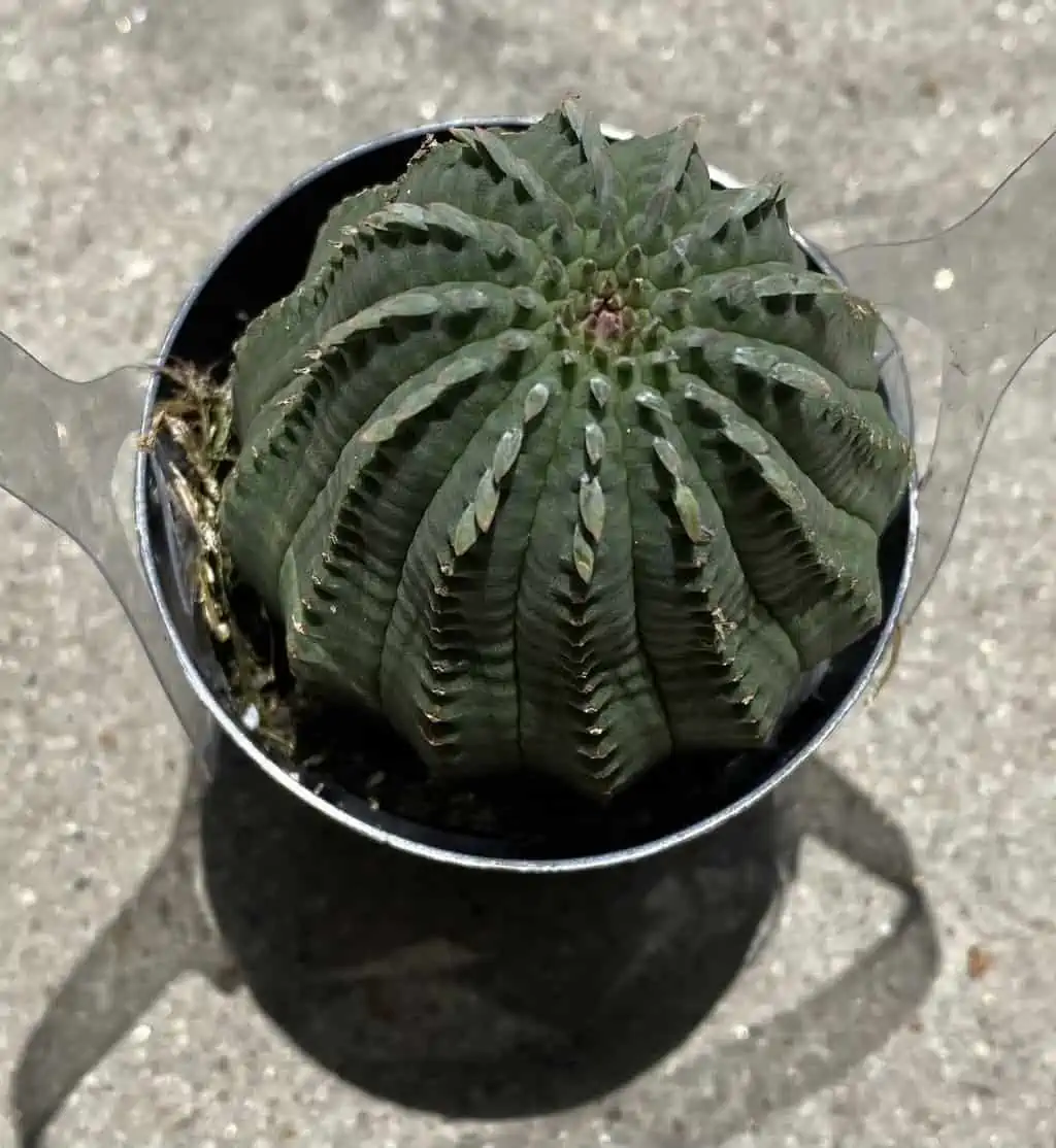 Succulent Plant Medium Euphorbia Obessa Hybrid - Image 2