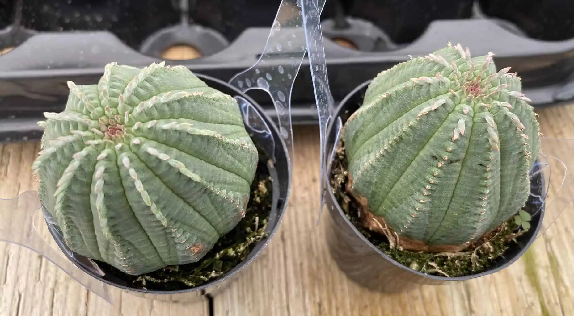 Succulent Plant Medium Euphorbia Obessa Hybrid - Image 10