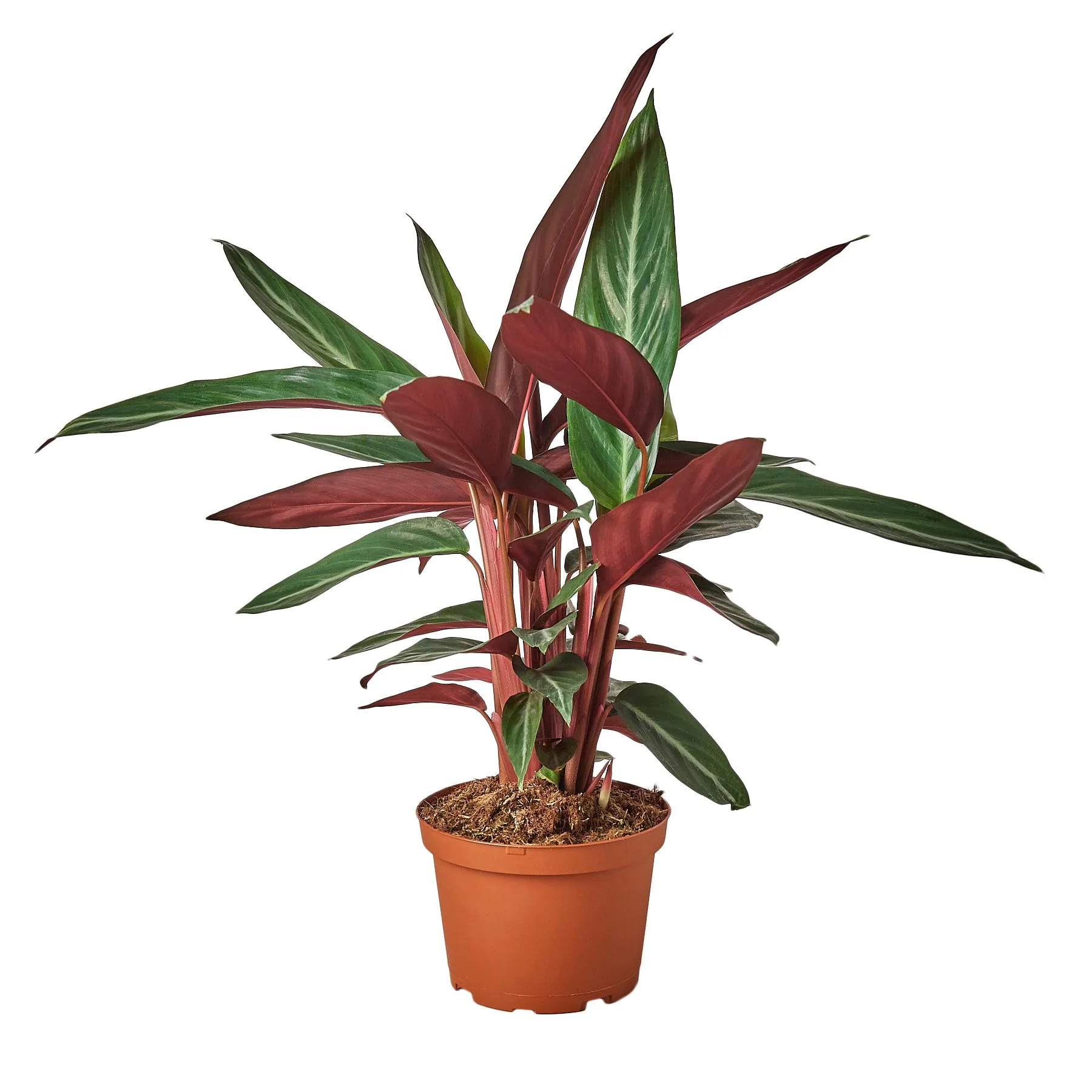 Stromanthe Triostar | Stromanthe Sanguinea | Exotic Houseplant