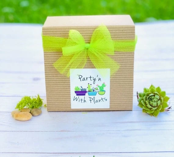 DIY Succulent Cactus Garden Kit, Plants Under 31.4, - Image 2