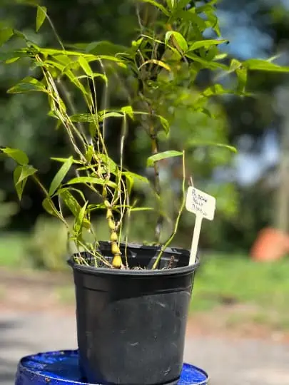 Bambusa Ventricosa 1gal Live Plant - Image 2