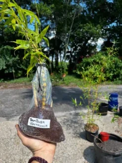 Bambusa Ventricosa 1gal Live Plant