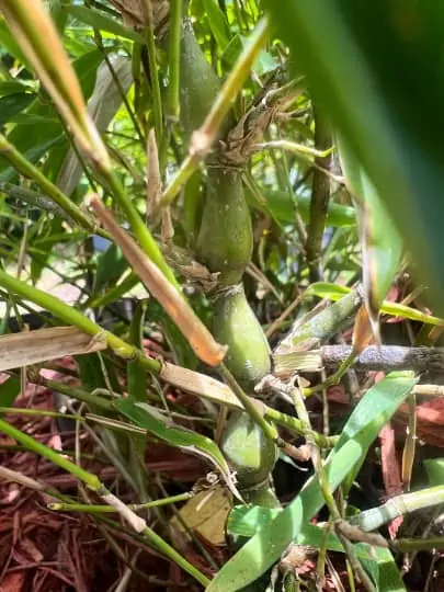 Bambusa Ventricosa 1gal Live Plant - Image 3