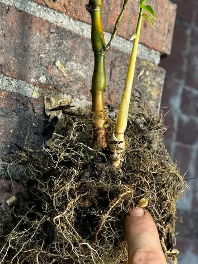 Bambusa Ventricosa 1gal Live Plant - Image 5