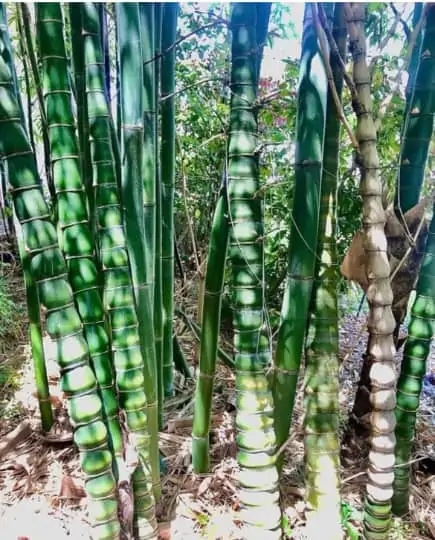 Bambusa Ventricosa 1gal Live Plant - Image 6