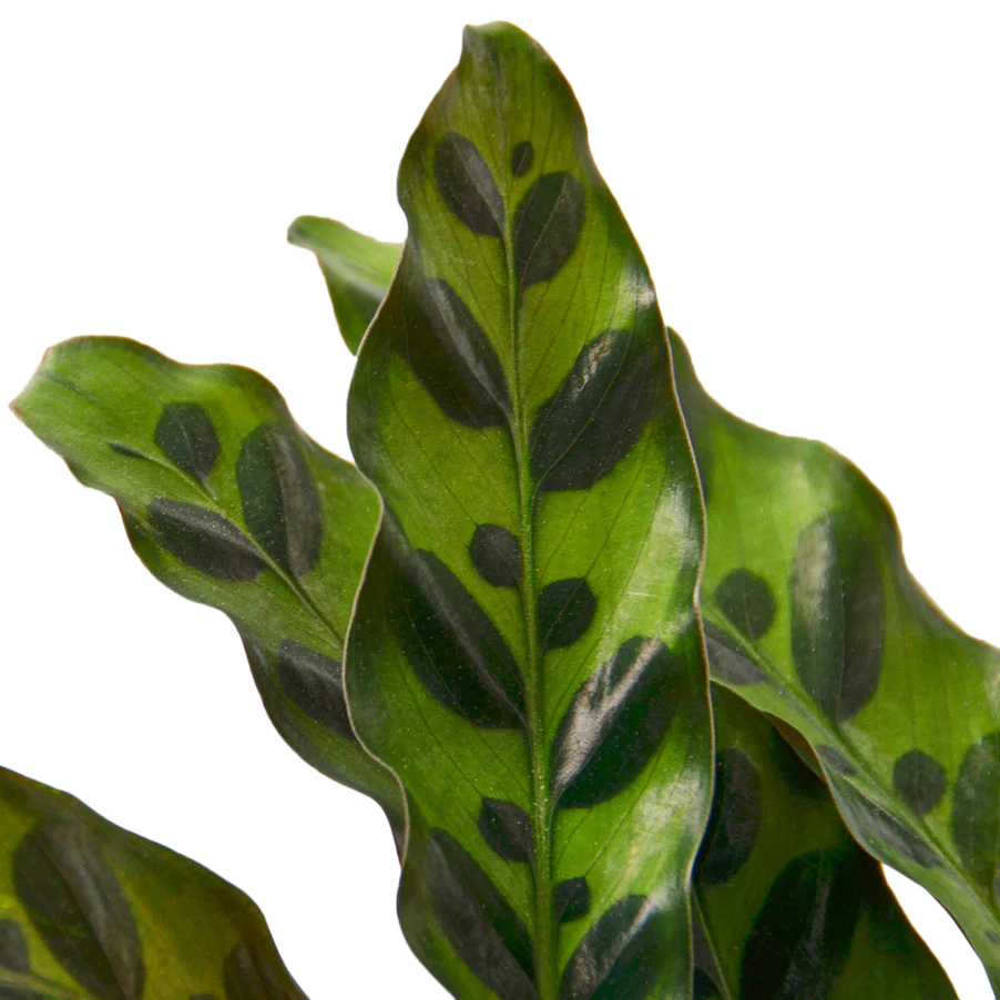 Rattlesnake Plant | Calathea Lancifolia | Exotic Houseplant - Image 3