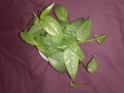 Soul Peace Bundle-Cebu Blue