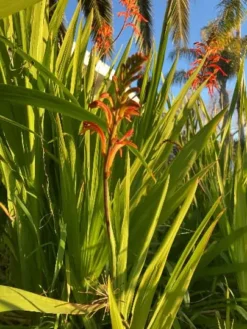 African Flag Aka Chasmanthe Bicolor Flower Bulbs
