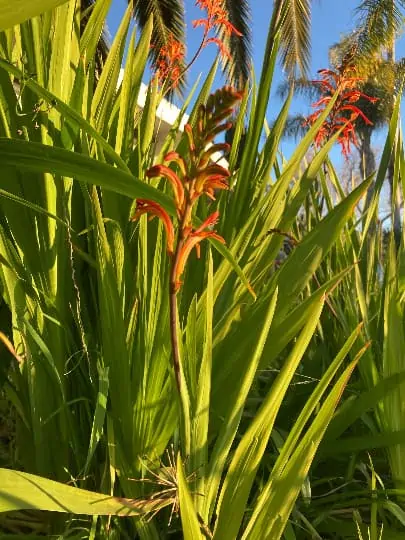 African Flag Aka Chasmanthe Bicolor Flower Bulbs