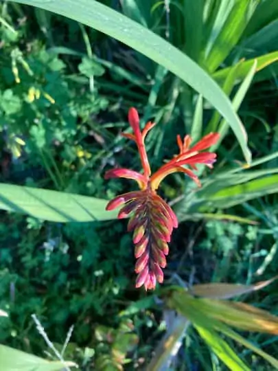 African Flag Aka Chasmanthe Bicolor Flower Bulbs - Image 2