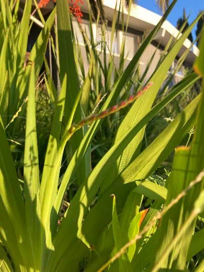 African Flag Aka Chasmanthe Bicolor Flower Bulbs - Image 3