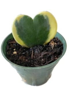 Hoya Sweetheart Variegated Plant Also Know As Hoya Kerrii In A 4 Inch Pot! Non Toxic For Your 4 Legged Pets!