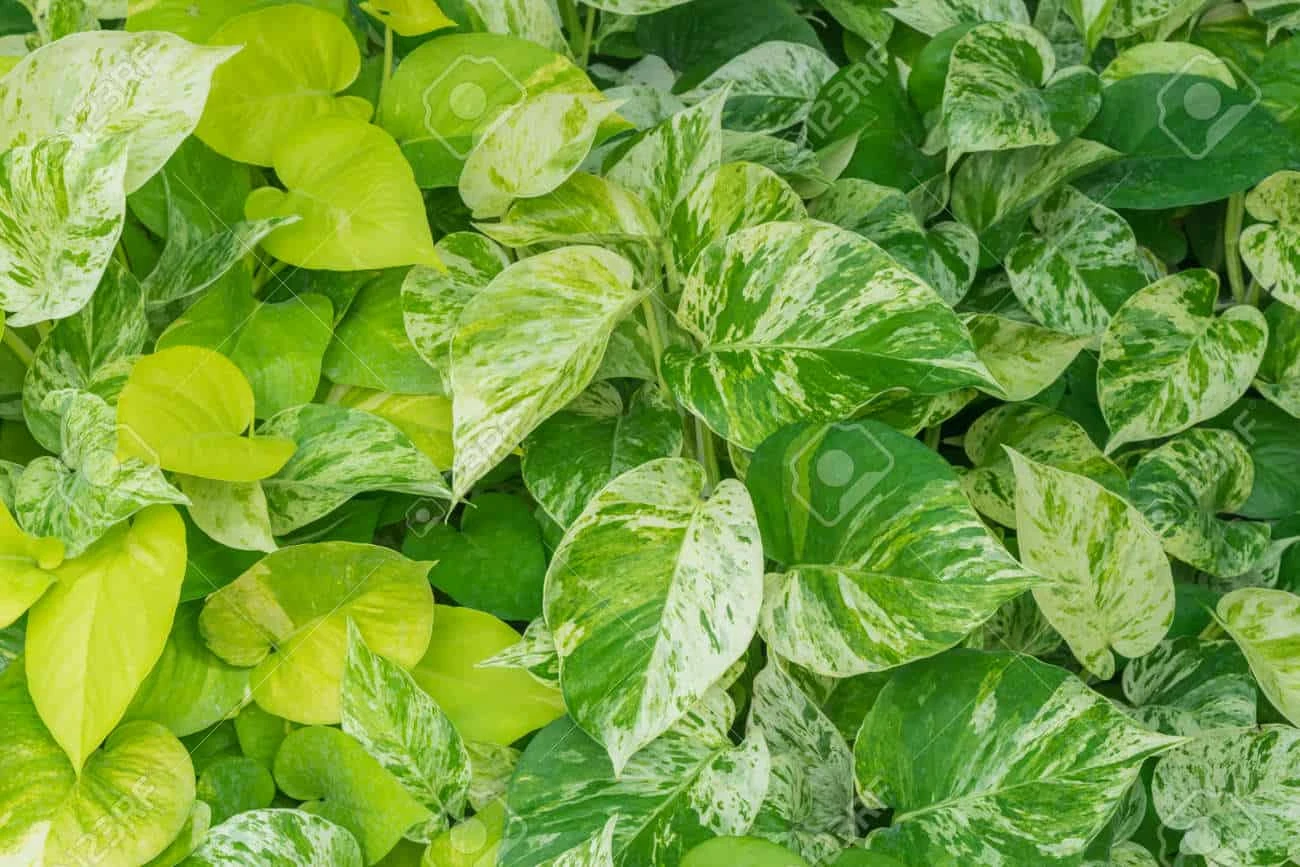 Golden Pathos (Epipremnum Aureum) In A 4 Inch Pot! - Image 2