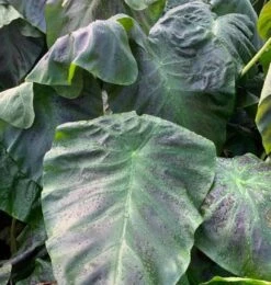 Colocasia Esculenta 'Aloha' In 4" Pot