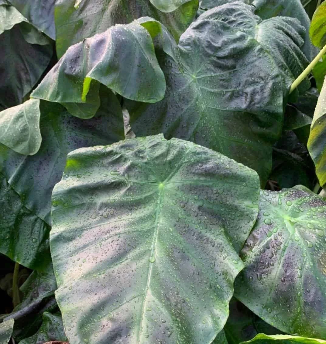 Colocasia Esculenta 'Aloha' In 4" Pot