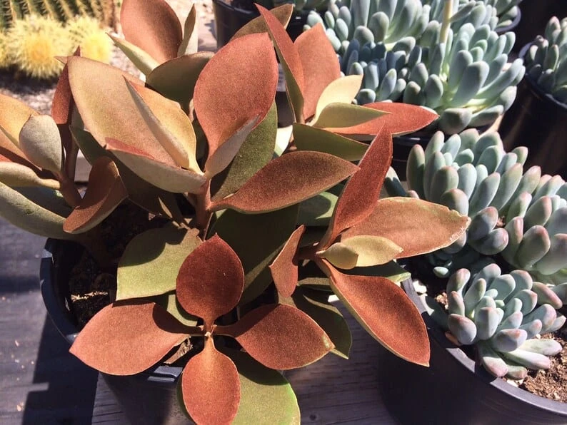 Mature Succulent Plant Copper Spoons - Image 9