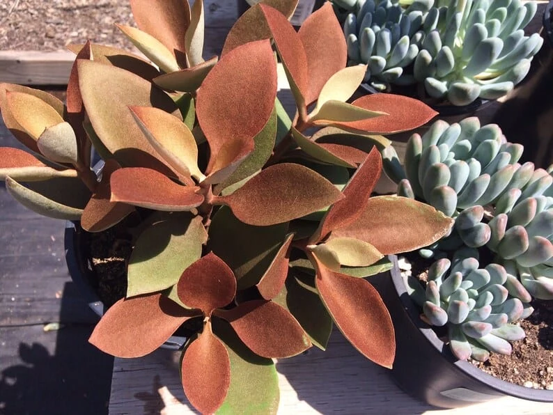 Mature Succulent Plant Copper Spoons - Image 8