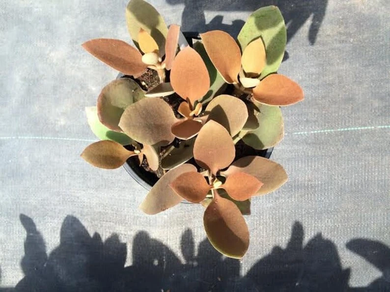 Mature Succulent Plant Copper Spoons - Image 7