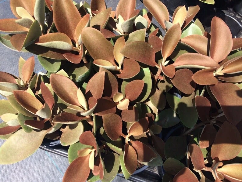 Mature Succulent Plant Copper Spoons - Image 5