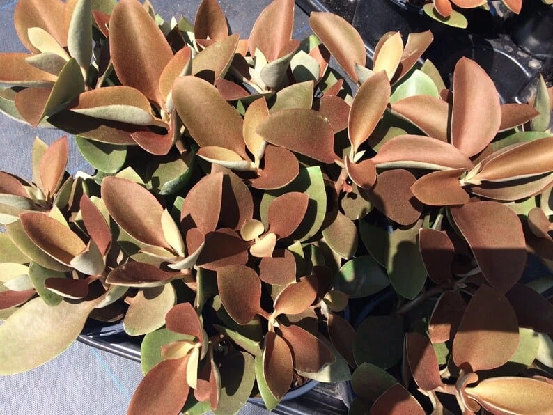 Mature Succulent Plant Copper Spoons - Image 4