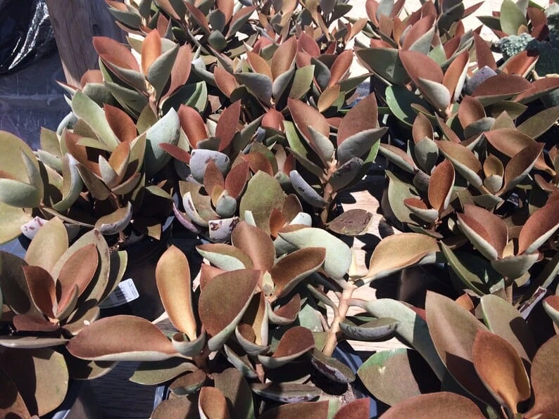 Mature Succulent Plant Copper Spoons - Image 3